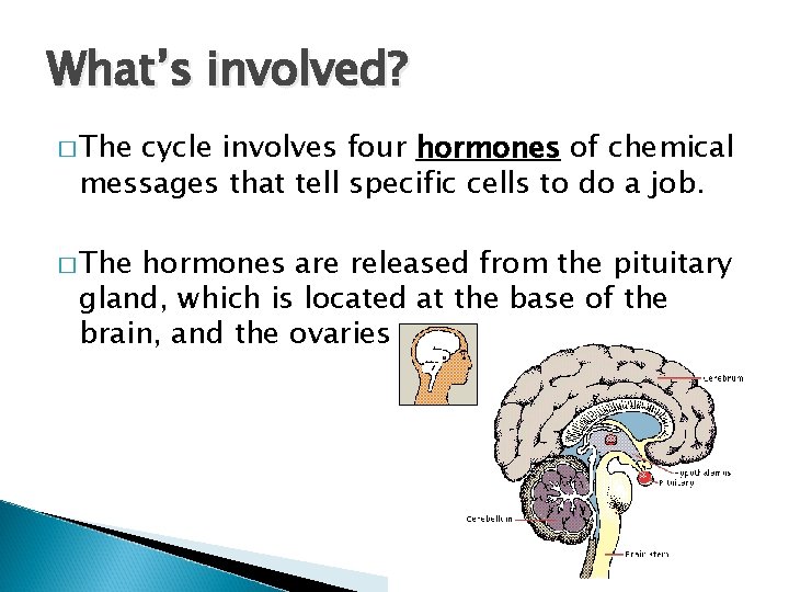 What’s involved? � The cycle involves four hormones of chemical messages that tell specific