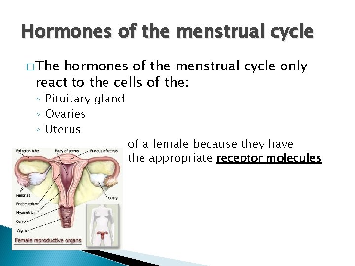Hormones of the menstrual cycle � The hormones of the menstrual cycle only react