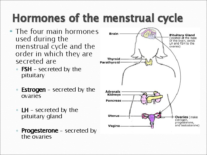 Hormones of the menstrual cycle The four main hormones used during the menstrual cycle