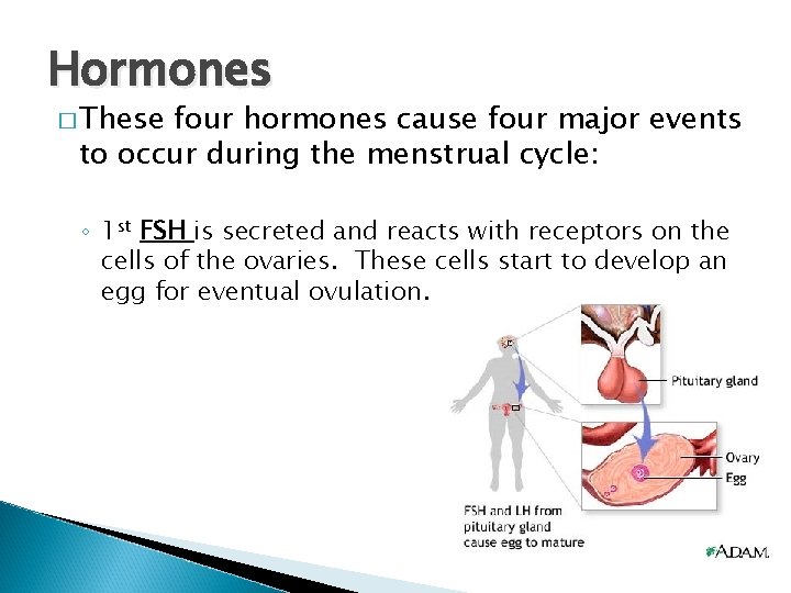Hormones � These four hormones cause four major events to occur during the menstrual