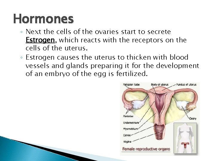 Hormones ◦ Next the cells of the ovaries start to secrete Estrogen, which reacts