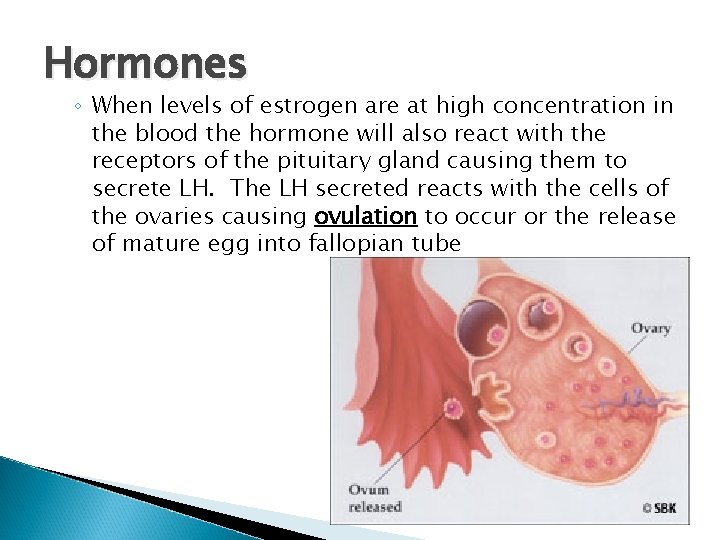 Hormones ◦ When levels of estrogen are at high concentration in the blood the