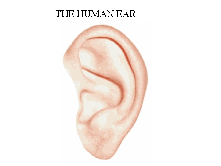 THE HUMAN EAR 