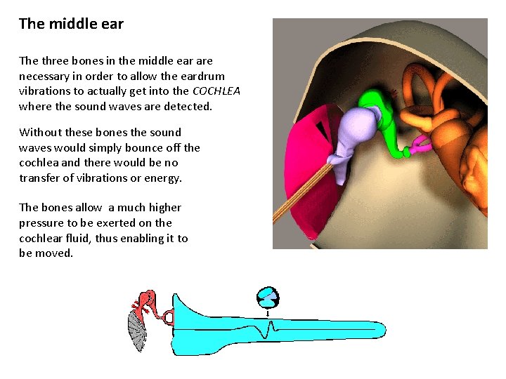 The middle ear The three bones in the middle ear are necessary in order