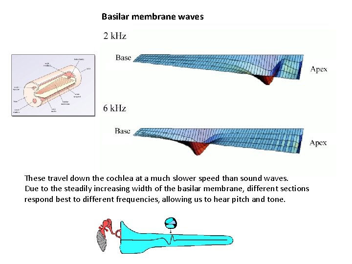 Basilar membrane waves These travel down the cochlea at a much slower speed than