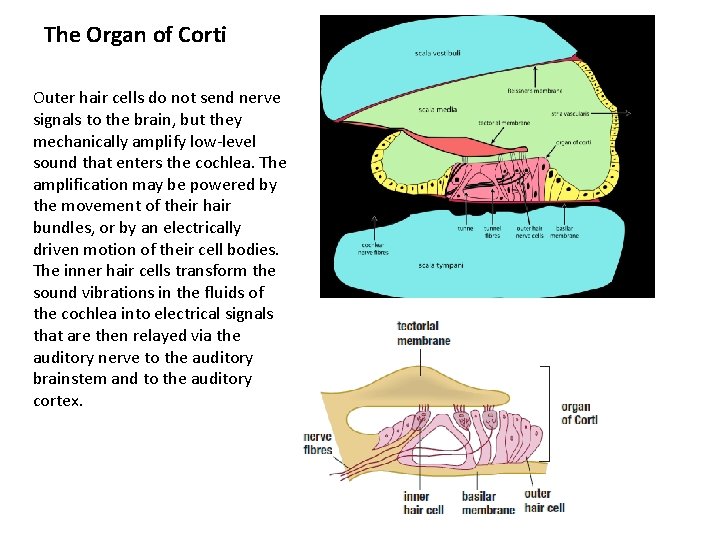 The Organ of Corti Outer hair cells do not send nerve signals to the