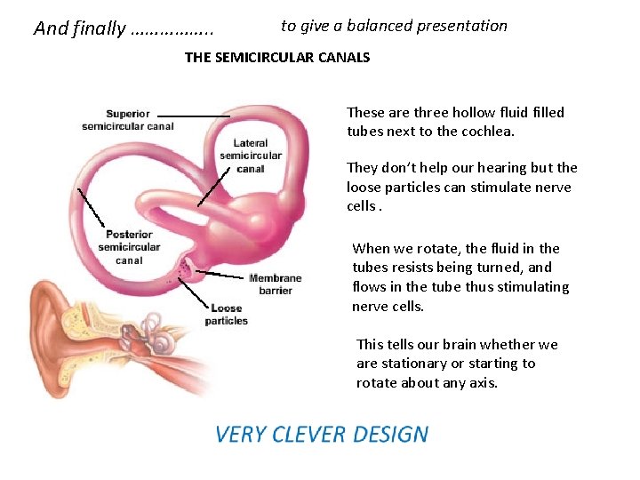 And finally ……………. . to give a balanced presentation THE SEMICIRCULAR CANALS These are