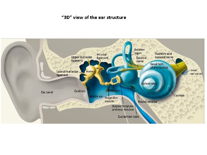 “ 3 D” view of the ear structure 