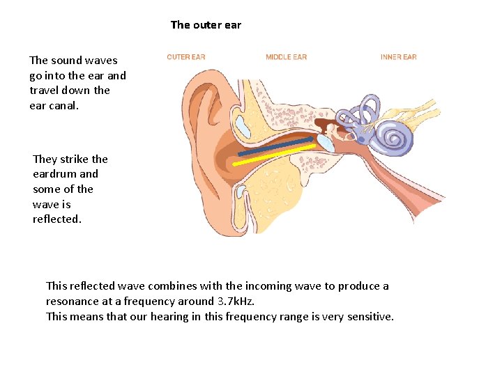 The outer ear The sound waves go into the ear and travel down the