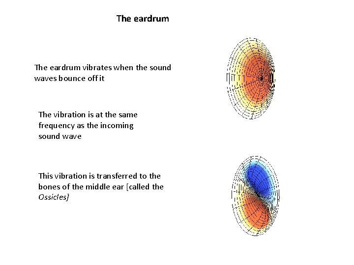 The eardrum vibrates when the sound waves bounce off it The vibration is at