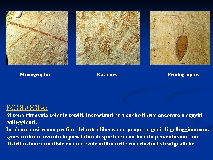 Monograptus Rastrites Petalograptus ECOLOGIA: Si sono ritrovate colonie sessili, incrostanti, ma anche libere ancorate