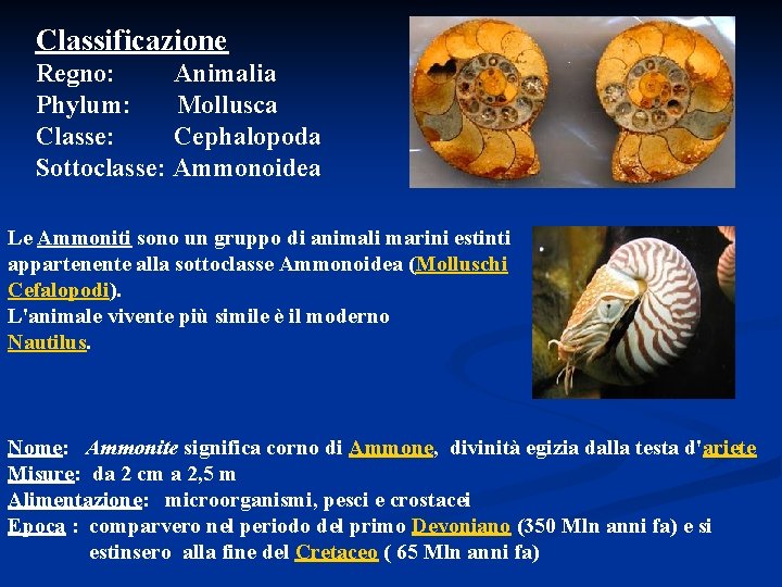 Classificazione Regno: Animalia Phylum: Mollusca Classe: Cephalopoda Sottoclasse: Ammonoidea Le Ammoniti sono un gruppo