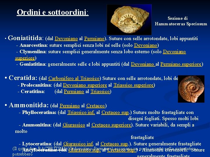  Ordini e sottoordini: Sezione di Hammatoceras Speciosum • Goniatitida: (dal Devoniano al Permiano).