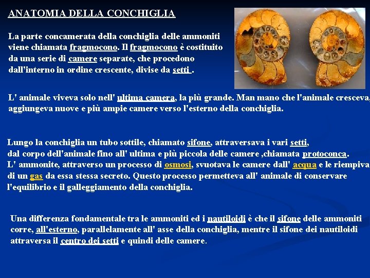 ANATOMIA DELLA CONCHIGLIA La parte concamerata della conchiglia delle ammoniti viene chiamata fragmocono. Il