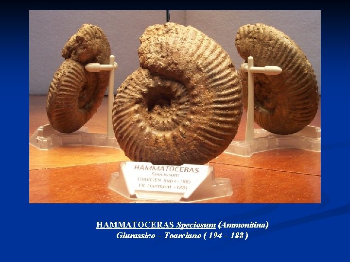 HAMMATOCERAS Speciosum (Ammonitina) Giurassico – Toarciano ( 194 – 188 ) 