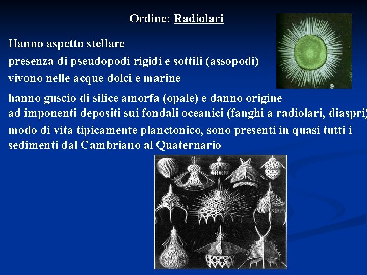 Ordine: Radiolari Hanno aspetto stellare presenza di pseudopodi rigidi e sottili (assopodi) vivono nelle
