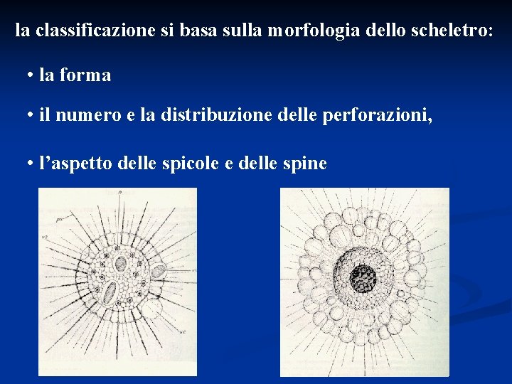 la classificazione si basa sulla morfologia dello scheletro: • la forma • il numero