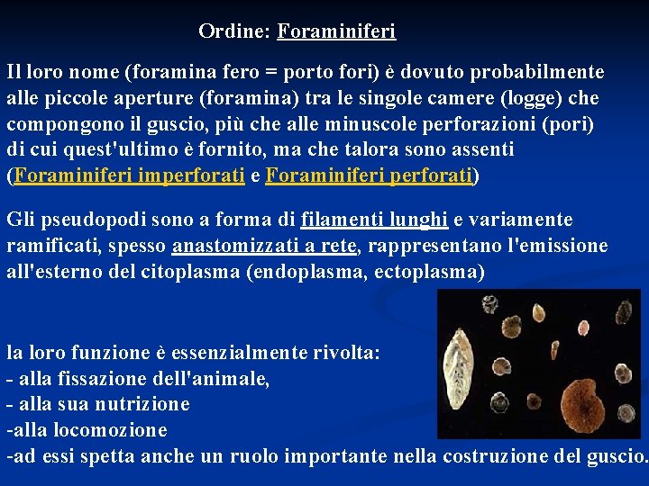 Ordine: Foraminiferi Il loro nome (foramina fero = porto fori) è dovuto probabilmente alle