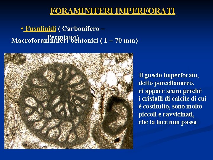 FORAMINIFERI IMPERFORATI • Fusulinidi ( Carbonifero – Permiano) Macroforaminiferi bentonici ( 1 – 70