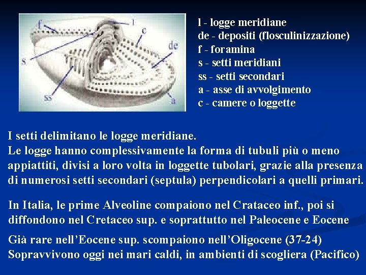 l - logge meridiane de - depositi (flosculinizzazione) f - foramina s - setti