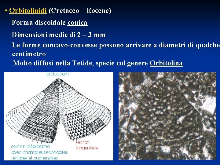  • Orbitolinidi (Cretaceo – Eocene) Forma discoidale conica Dimensioni medie di 2 –