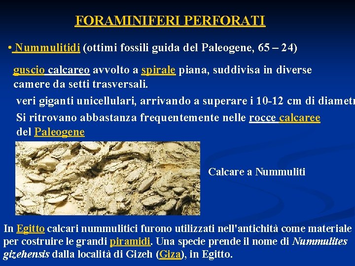 FORAMINIFERI PERFORATI • Nummulitidi (ottimi fossili guida del Paleogene, 65 – 24) guscio calcareo