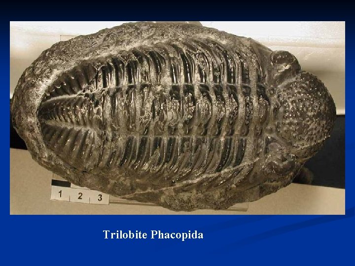 Trilobite Phacopida 