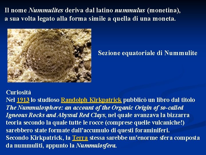 Il nome Nummulites deriva dal latino nummulus (monetina), a sua volta legato alla forma