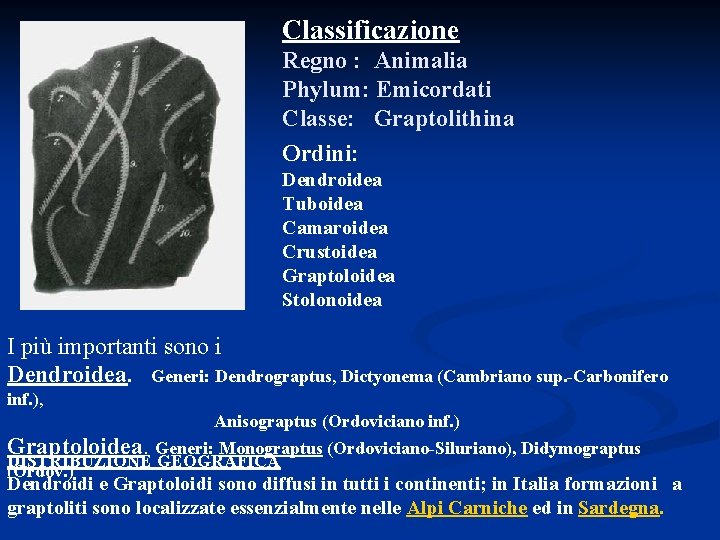 Classificazione Regno : Animalia Phylum: Emicordati Classe: Graptolithina Ordini: Dendroidea Tuboidea Camaroidea Crustoidea Graptoloidea