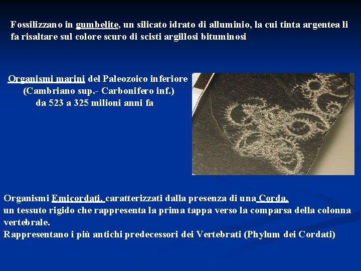 Fossilizzano in gumbelite, un silicato idrato di alluminio, la cui tinta argentea li fa