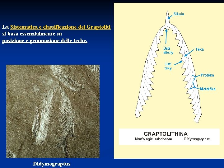 La Sistematica e classificazione dei Graptoliti si basa essenzialmente su posizione e gemmazione delle