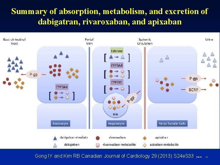 Summary of absorption, metabolism, and excretion of dabigatran, rivaroxaban, and apixaban Gong IY and