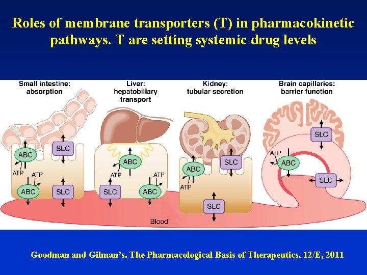 Roles of membrane transporters (T) in pharmacokinetic pathways. T are setting systemic drug levels