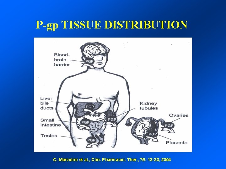 P-gp TISSUE DISTRIBUTION C. Marzolini et al. , Clin. Pharmacol. Ther. , 75: 13