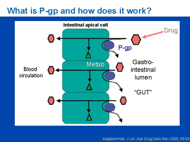 What is P-gp and how does it work? Intestinal apical cell Drug P-gp Blood