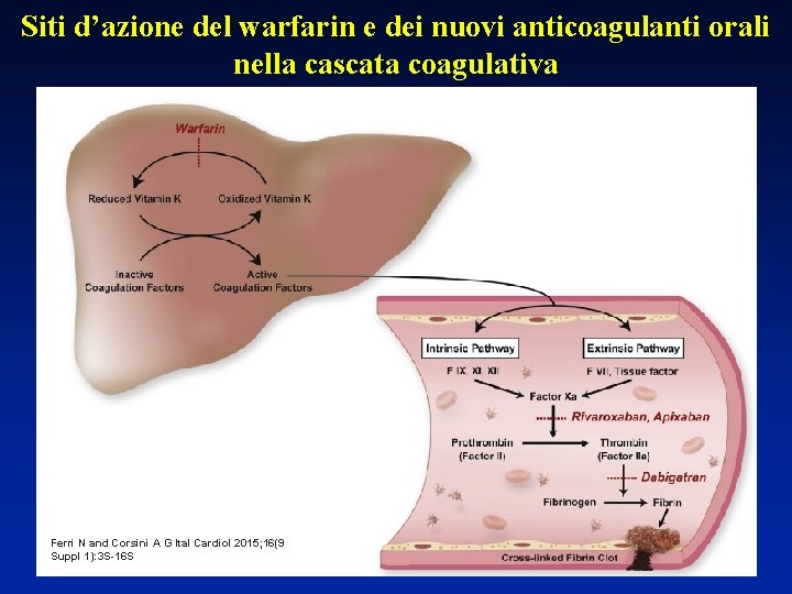 Siti d’azione del warfarin e dei nuovi anticoagulanti orali nella cascata coagulativa Ferri N