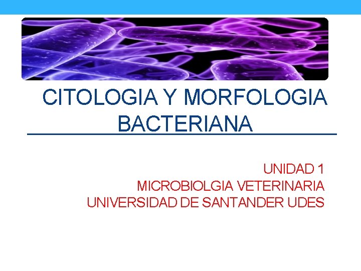 CITOLOGIA Y MORFOLOGIA BACTERIANA UNIDAD 1 MICROBIOLGIA VETERINARIA UNIVERSIDAD DE SANTANDER UDES 