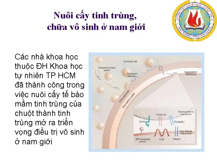 Nuôi cấy tinh trùng, chữa vô sinh ở nam giới Các nhà khoa học