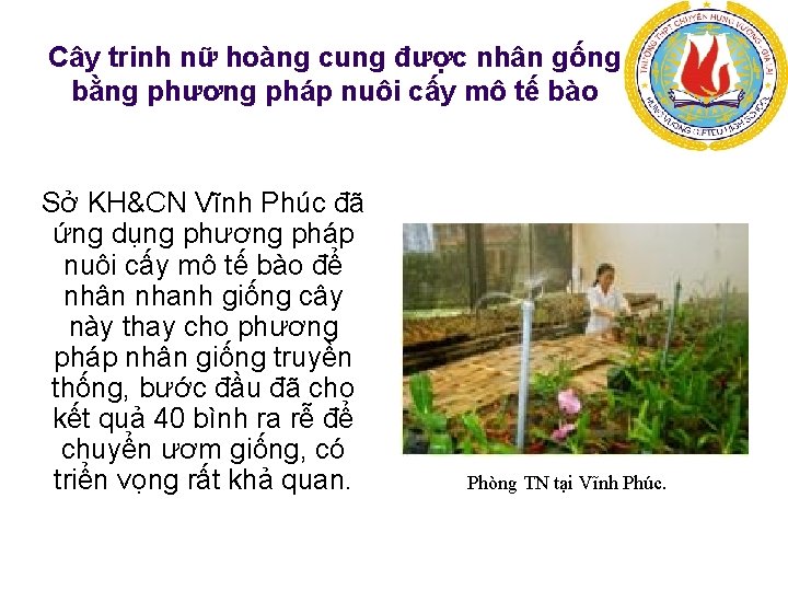 Cây trinh nữ hoàng cung được nhân gống bằng phương pháp nuôi cấy mô