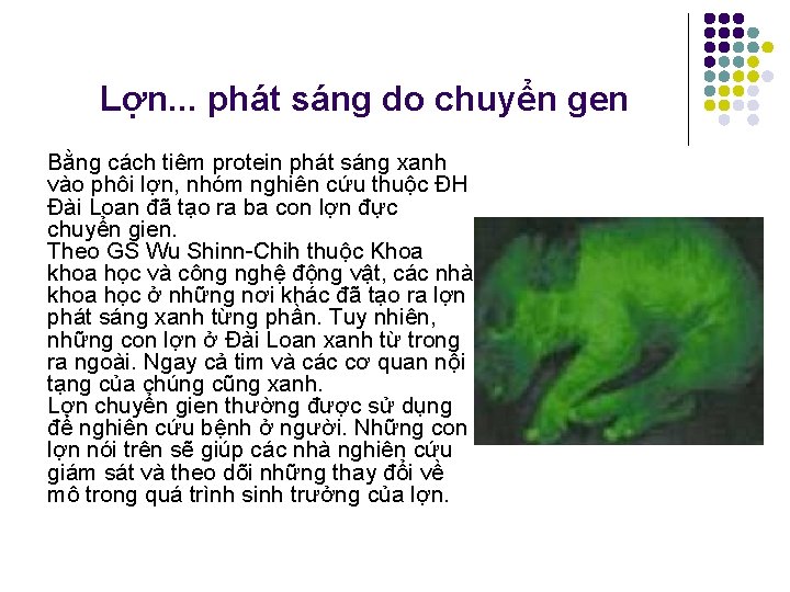 Lợn. . . phát sáng do chuyển gen Bằng cách tiêm protein phát sáng