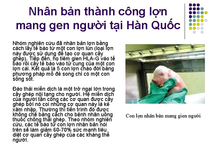 Nhân bản thành công lợn mang gen người tại Hàn Quốc Nhóm nghiên cứu