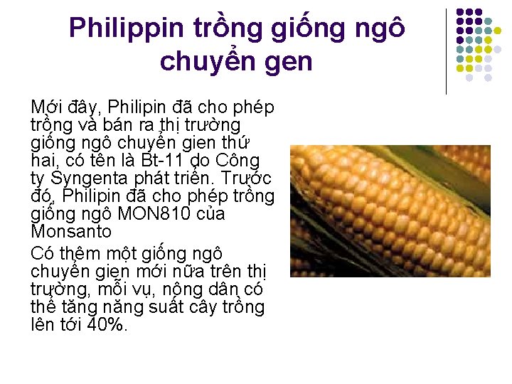 Philippin trồng giống ngô chuyển gen Mới đây, Philipin đã cho phép trồng và