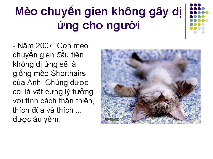 Mèo chuyển gien không gây dị ứng cho người - Năm 2007, Con mèo
