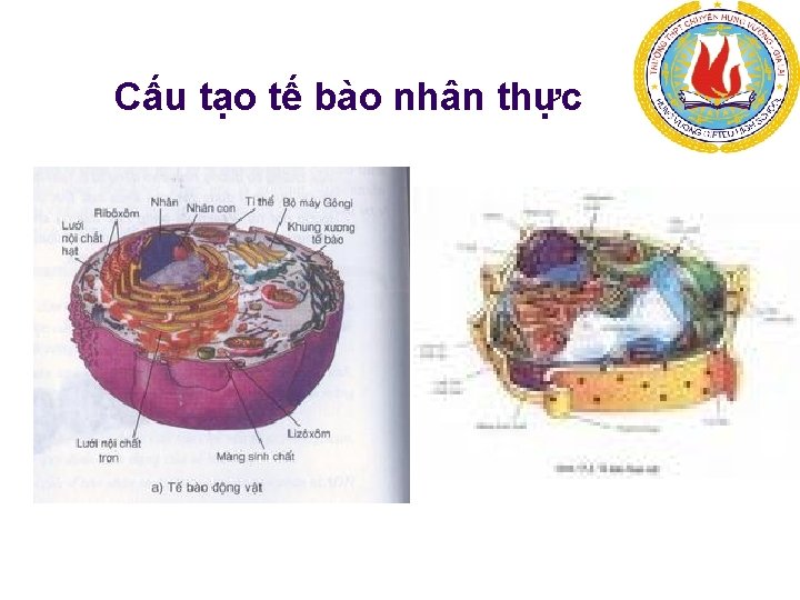 Cấu tạo tế bào nhân thực 