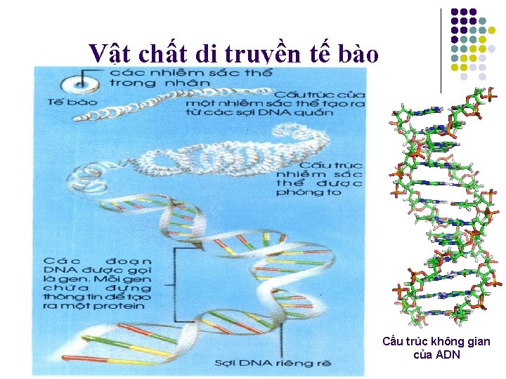 Vật chất di truyền tế bào Nhiễm sắc thể(NST) là vật chất mang thông