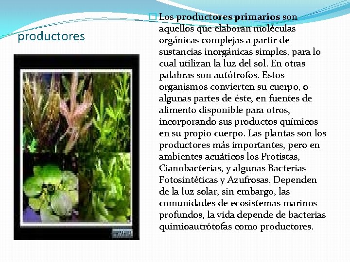 productores � Los productores primarios son aquellos que elaboran moléculas orgánicas complejas a partir