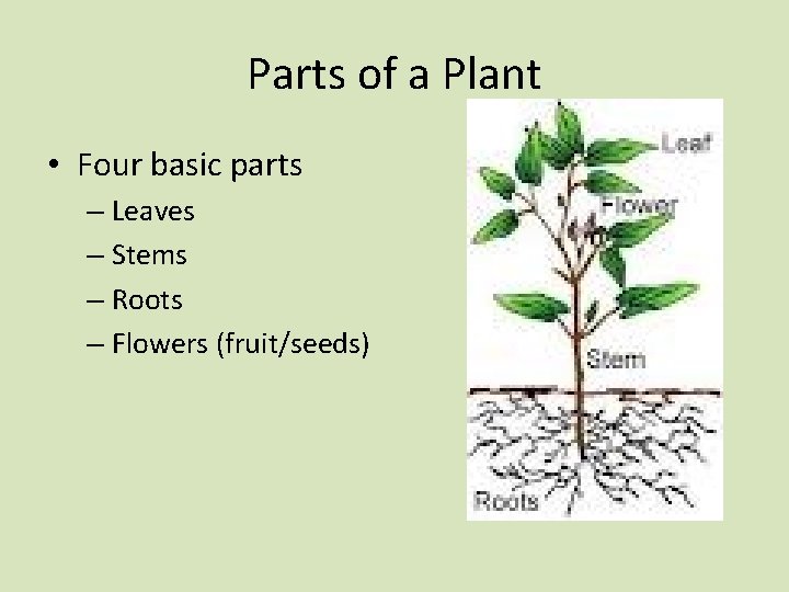 Parts of a Plant • Four basic parts – Leaves – Stems – Roots