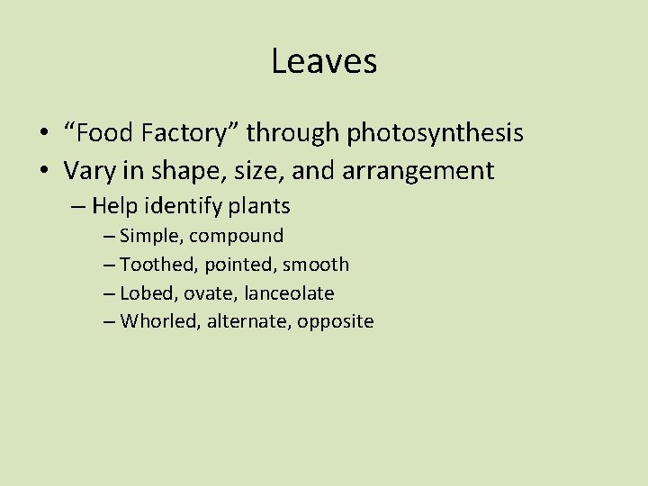 Leaves • “Food Factory” through photosynthesis • Vary in shape, size, and arrangement –