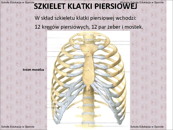 OGLNA BUDOWA I MECHANIKA KLATKI PIERSIOWEJ SZKIELET KLATKI