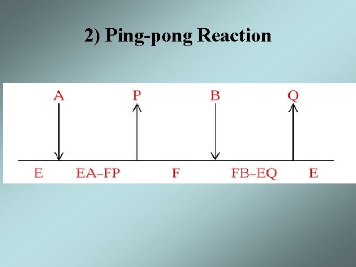 2) Ping-pong Reaction 